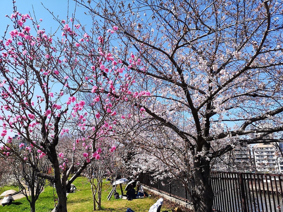 🌸 복숭아 동산(모모엔) 이미지 3